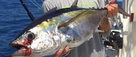 Tuna Fishing Miami Blackfin Tuna Fishing Charters