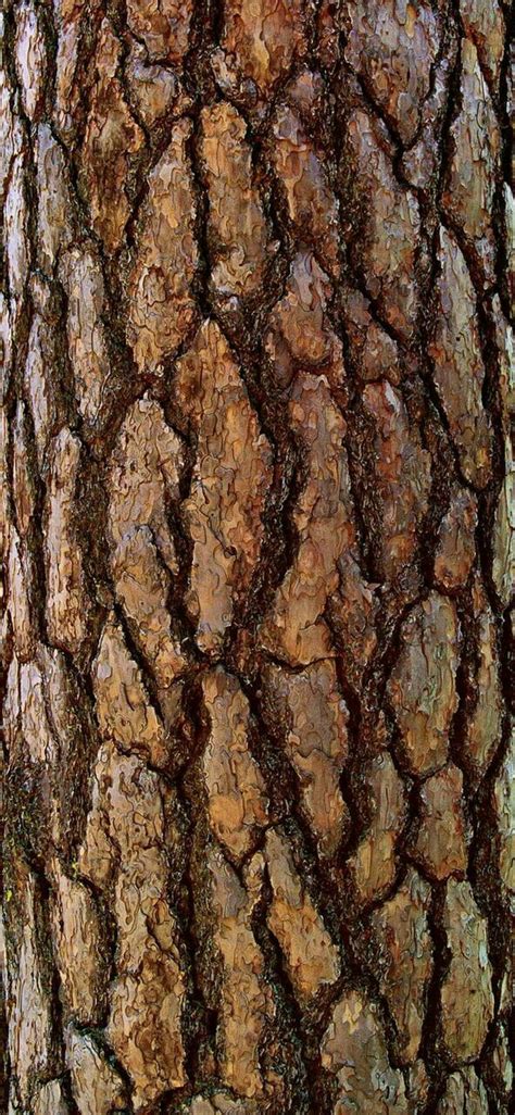 Tree Bark Background Art Tree Textures Color Textures Textures