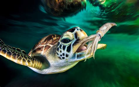 3840x2560 Animal Ocean Oceanarium Turtle Water 4k Wallpaper