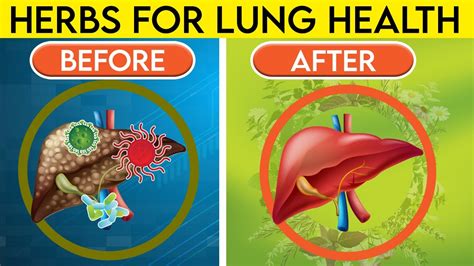 Top Best Herbs For Your Lung Health Clearing Mucus Copd And