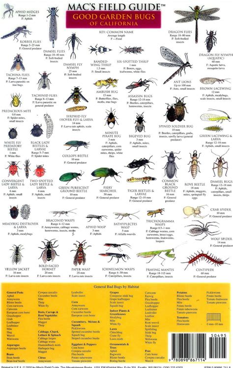 90 Amazing How To Identify A Beetle In My Garden Insectpedia