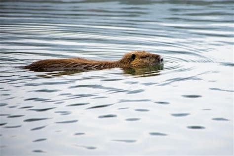 Dry Beaver Photos Download The Best Free Dry Beaver Stock Photos And Hd