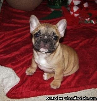 We are able to provide puppies that meet the highest breed standard. French Bulldog Puppies for Sale for Sale in Des Moines, Iowa Classified | AmericanListed.com