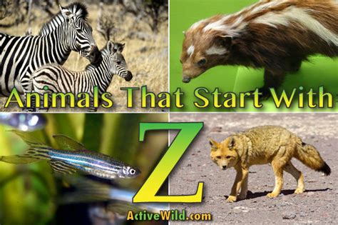 Animals That Start With Z List Of Amazing Animals Beginning With Z