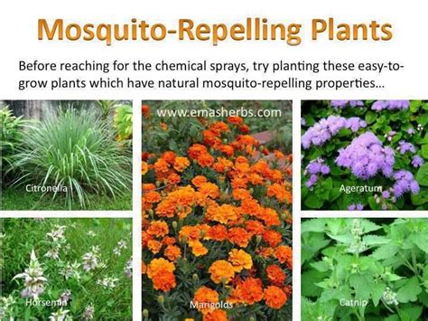 Mosquito repellant plants | Mosquito repelling plants, Mosquito plants ...