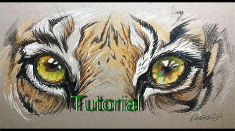 Easy Tiger Eye For Beginners Color Pencil Drawing Youtube