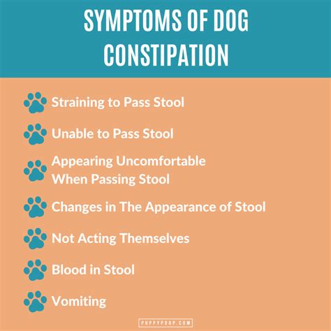 Causes Of Dog Constipation And Remedies To Keep Your Dog Healthy