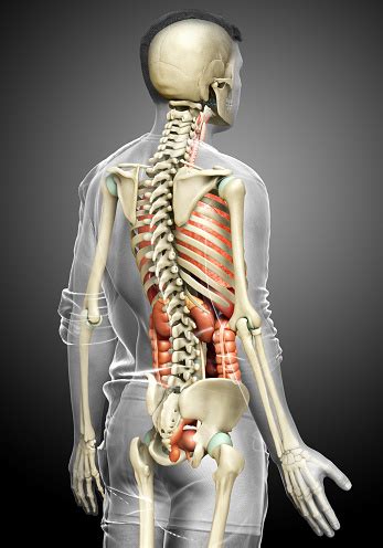 These organs are located on the outside of the body and within the pelvis. 3d Rendered Medically Accurate Illustration Of Male Internal Organs And Skeleton System Stock ...