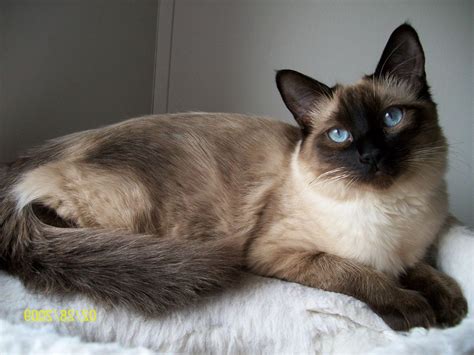 The Long Haired Siamese Cat Everything You Need To Know Catsinfo