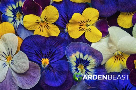 Viola Flower Guide How To Grow And Care For Pansies