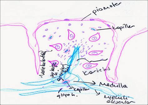 This is primarily conducted through electrochemical signaling. Central Nervous System Drawing at GetDrawings | Free download
