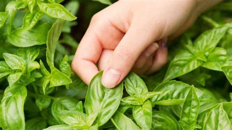 Basil Vs Oregano — Whats The Difference