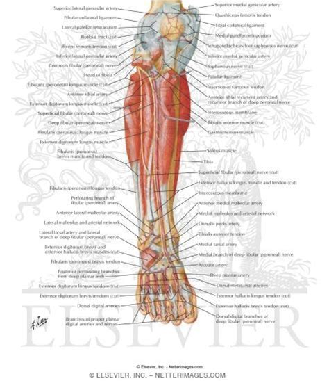 View Muscles Of The Right Leg Anterior View Germinadopics