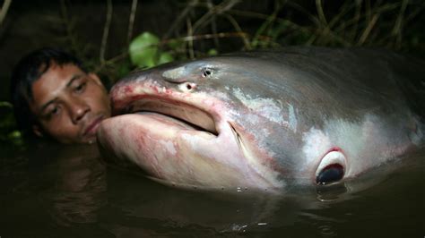 Monster Fish Photos Monster Fish National Geographic Channel Asia
