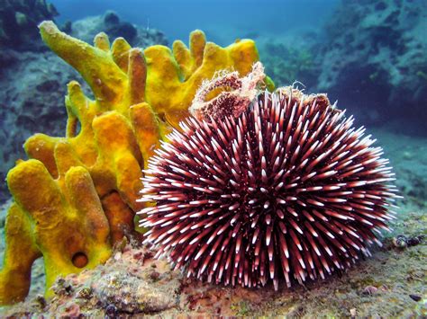 Sea Urchins Can Tolerate Hot, Acidic Ocean Water - TrendRadars