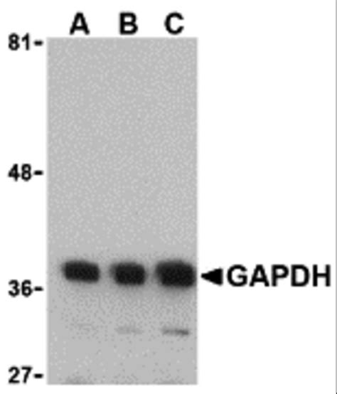 Gapdh Antibody Cat No 3783 Prosci