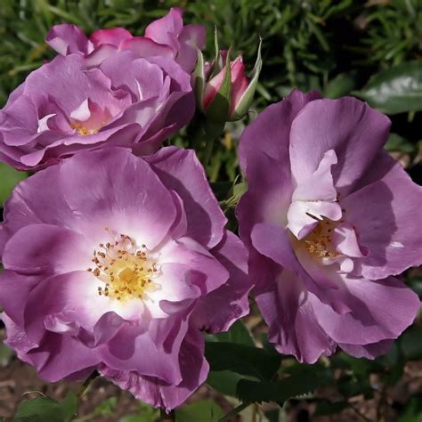 Floribunda roses do best in a sheltered location where they're protected from strong winds. Blue for You (Floribunda Rose)
