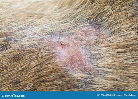 Skin Disease In Dogs Stock Photo Image Of Animal Brown 125649608