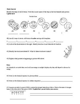 Plant and animal cell worksheets. 26 Cell Processes And Energy Photosynthesis Worksheet ...
