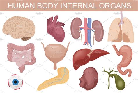Human Body Internal Organs Set Graphics Creative Market