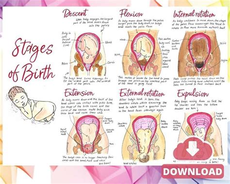 Cardinal Movements Of Birth Diagrams Poster Download