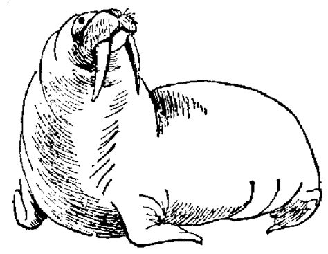 Free printable walrus coloring pages and download free walrus coloring pages along with coloring pages for other activities and coloring sheets. 12 Free Animal Walrus Coloring Sheet For Kids