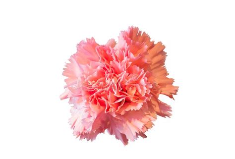 Single Pink Carnation Flower On White Background Stock Photo Image Of