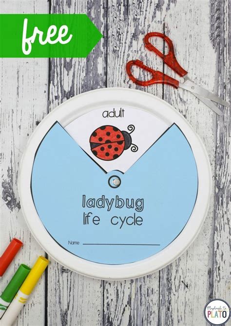 Ladybug Life Cycle Wheel Craft Artofit