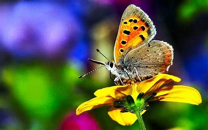 Butterfly Wallpapers Background Flower Nature Cool 1250