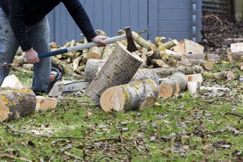 A Tree Falling In The Garden While Being Cut Stock Image Image Of