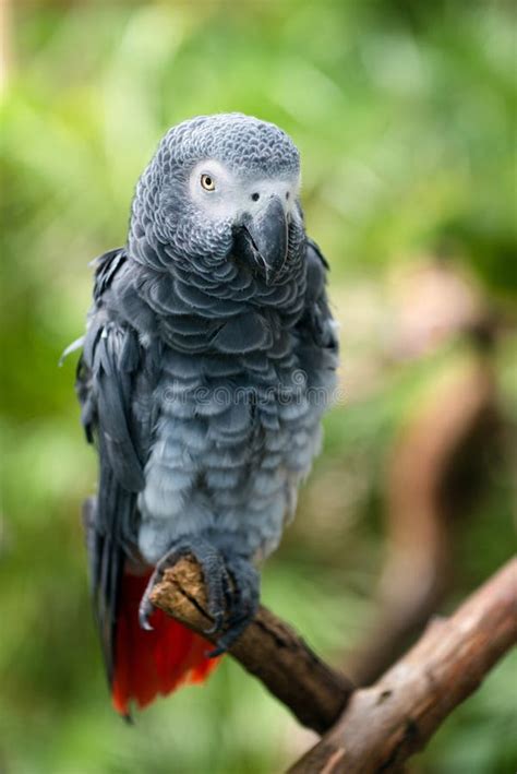 African Grey Parrot Stock Photo Image Of African Bird 23173884