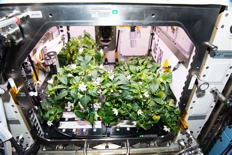 Growing Peppers On The Iss Is Just The Start Of Space Farming Wired
