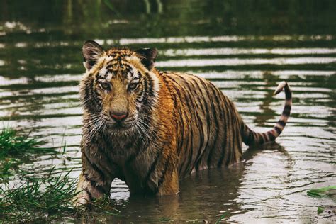 Bengal Tiger Tiger Predator Water Hd Wallpaper Wallpaper Flare