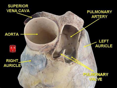 Difference Between Atrium And Auricle Definition Anatomy Physiology