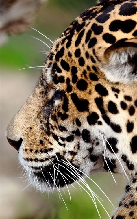 Wallpaper Predator Jaguar Muzzle Wild Cat Wild Cats Cats Cat Wallpaper