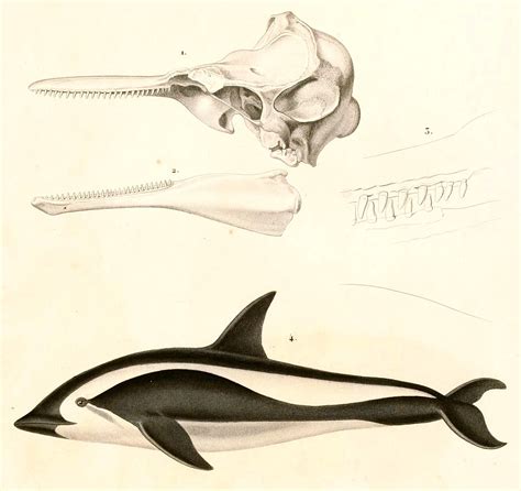 Hourglass Dolphin Natural Atlas