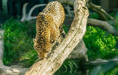Wallpaper Predator Jaguar Wild Cat Zoo Images For Desktop Section