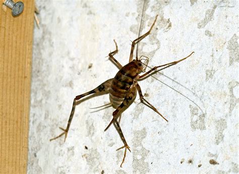 Spider Crickets The Bugs You Dont Want In Your House