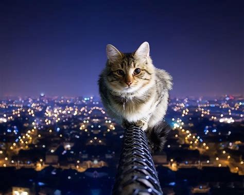 Free download Cat Animal Windows 10 Wallpaper 1080p ...