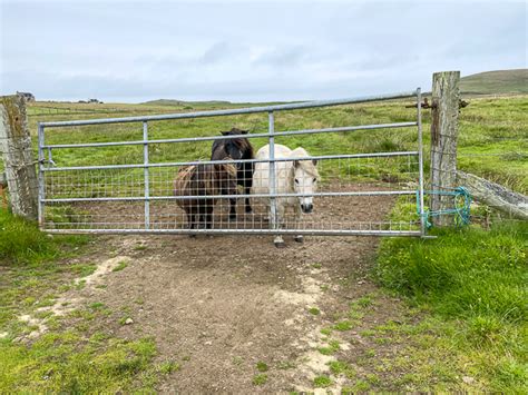 The Dead Pony Society My Shetland