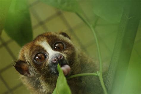 the slow loris the primate with a surprisingly deadly venom