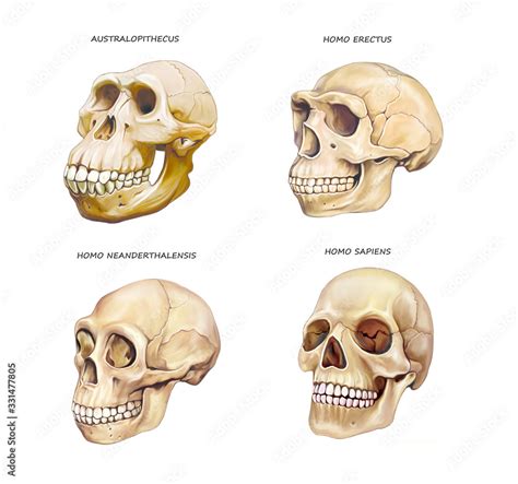 Human Skull Evolution Stock Illustration Adobe Stock