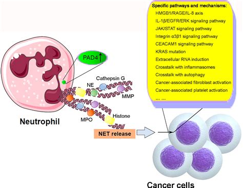 Frontiers The Role Of Neutrophil Extracellular Traps In Cancer