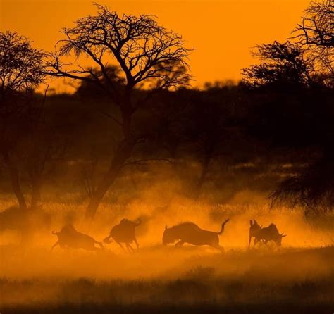 Another Amazing Sunset On Safari In South Africa Time To Sit Back And