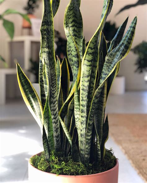 Different Kinds Of Snake Plant