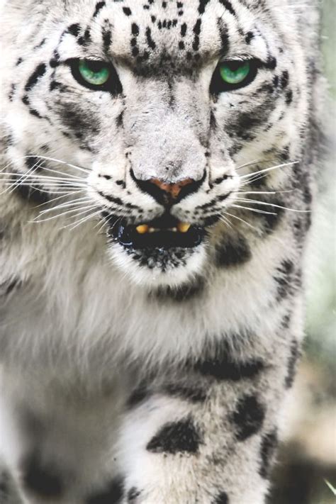 Snapchat Samii1010 Tiger Images Big Cats Photography White Tiger