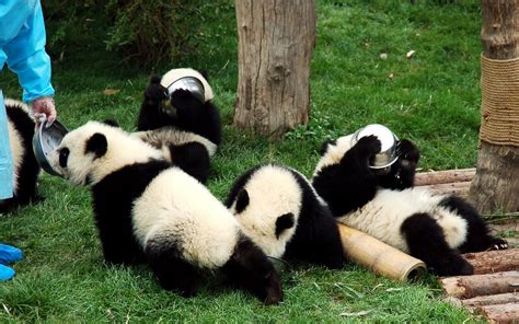 Giant Panda Habitat Where Do Giant Pandas Live In China Panda Habitat