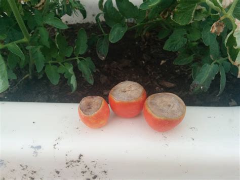 Can Anyone Tell Me Why My Tomatoes Are All Turning Brown At The Bottom
