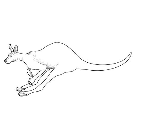 My name is alex and i like to draw and paint all day. Free Printable Kangaroo Coloring Pages For Kids | Animal Place