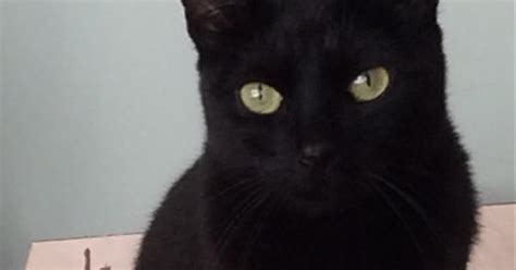 Friday The 13th Full Moon Black Cat Named Dolly Album On Imgur